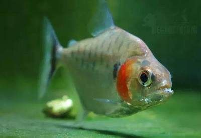 泰國虎魚魚缸照明建議，如何選擇適合虎魚的燈具，泰國虎魚魚缸照明對虎魚生長影響