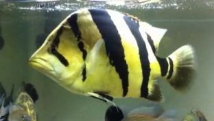 泰國虎魚魚缸照明建議，如何選擇適合虎魚的燈具，泰國虎魚魚缸照明對虎魚生長影響