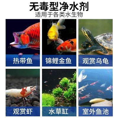 元寶鳳凰魚為何不建議養，全面解析其飼養難點與潛在問題，元寶鳳凰魚飼養難點與潛在問題全面解析