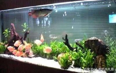 魟魚死了會變硬嗎為什么：魟魚在死亡后確實會出現身體變硬的現象為什么[需手動填充]魚死了會變硬嗎