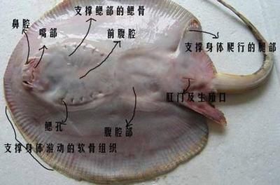 魟魚吃不進去食物：魟魚吃不進去食物可能由多種原因引起[需手動填充]魚吃不進去食物