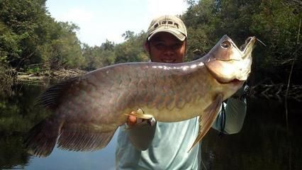 歐寶龍魚缸是雜牌子嗎，歐寶龍魚缸不是一個雜牌子