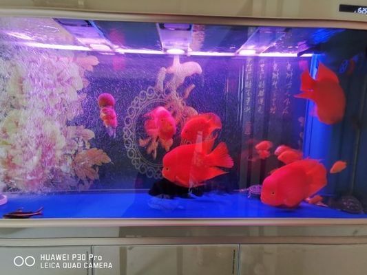 家用魚(yú)缸品牌十大排名，2024年家用魚(yú)缸品牌十大排名