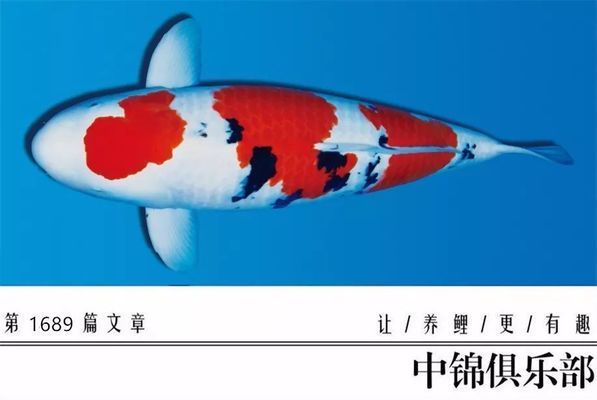 龍魚的飼料配方比例圖