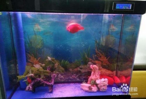 魚缸水中加鹽是否可以，如何正確測量魚缸鹽度不同魚種對鹽度的反應