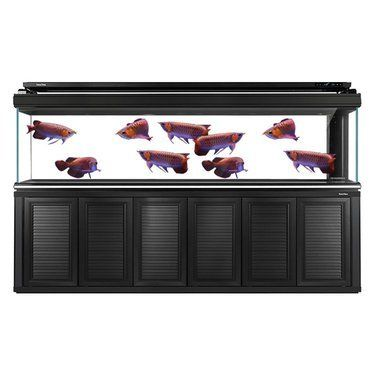 龍魚缸什么牌子好一點，龍魚缸品牌性價比對比,龍魚缸尺寸選擇指南
