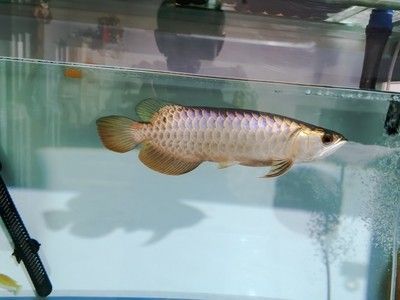 龍魚多久檢疫驅蟲一次比較好