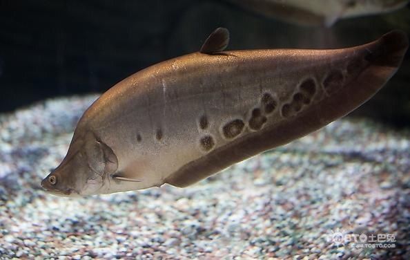 熱帶魚混養水溫控制技巧，混養熱帶魚時，水溫控制是關鍵