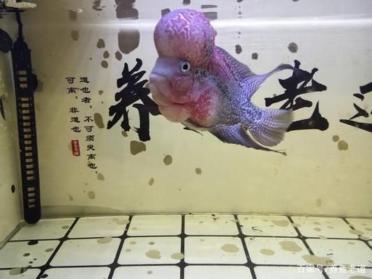 熱帶魚混養水溫控制技巧，混養熱帶魚時，水溫控制是關鍵
