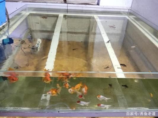 熱帶魚混養水溫控制技巧，混養熱帶魚時，水溫控制是關鍵