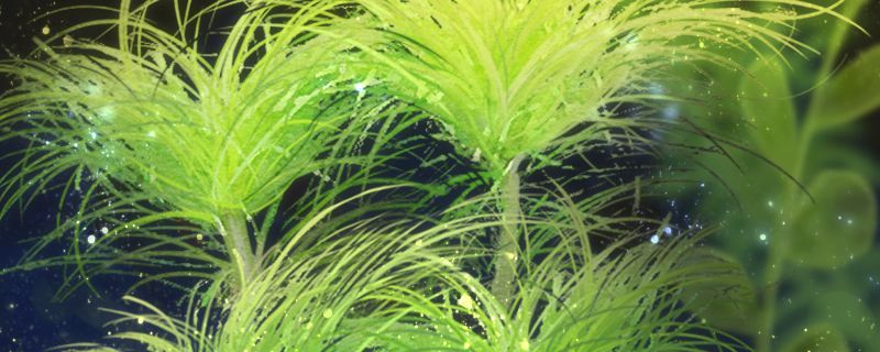 帶蓋子的上置過濾魚缸改造（上濾魚缸帶蓋怎么加強過濾）