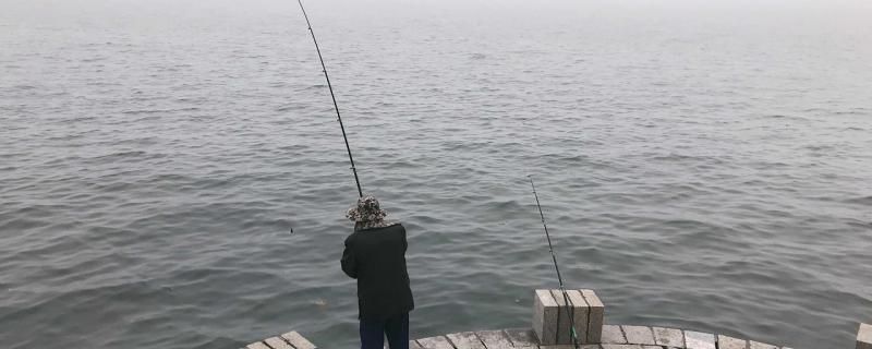 龍魚的魚缸，龍魚魚缸養(yǎng)護(hù)技巧和常見誤區(qū)