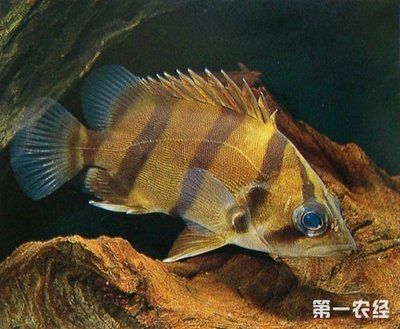 魟魚需要多少溫度養殖才能養活：魟魚的養殖適宜溫度