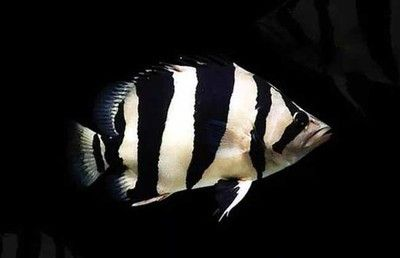 泰國虎魚市場價格最新動態，泰國虎魚市場價格