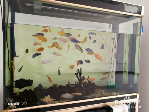 可麗愛魚缸換水視頻，可麗愛魚缸換水視頻提供了詳細步驟和注意事項和注意事項