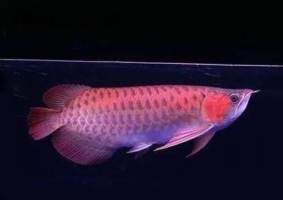 魚為什么趴在缸底不動？原因分析與解決方法，魚趴在缸底不動的常見原因及應對措施