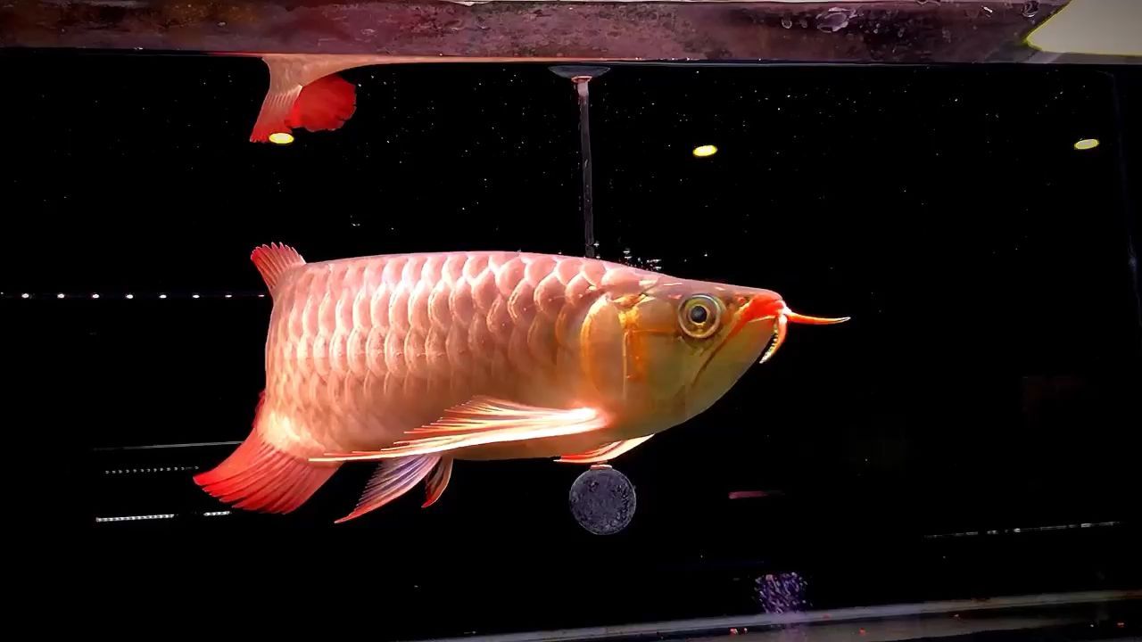 蚌埠二手魚缸轉(zhuǎn)讓信息網(wǎng)最新（臨汾裝修公司推薦）