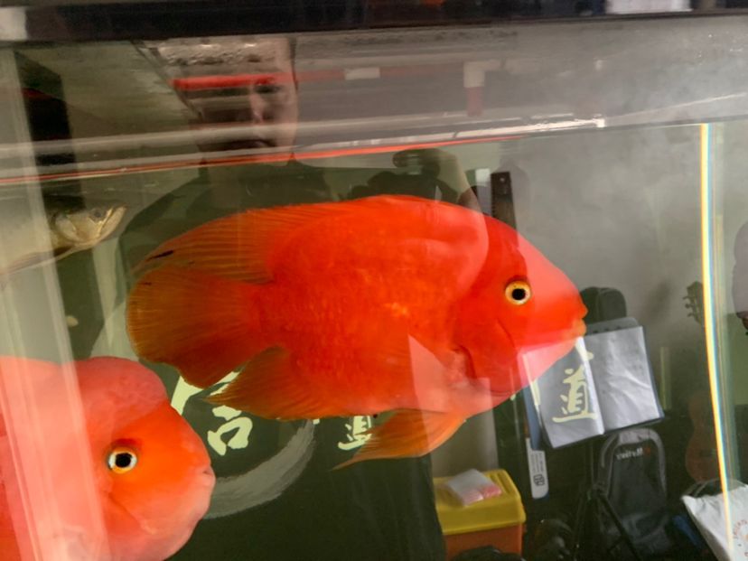 蚌埠二手魚缸轉(zhuǎn)讓信息網(wǎng)最新（臨汾裝修公司推薦）