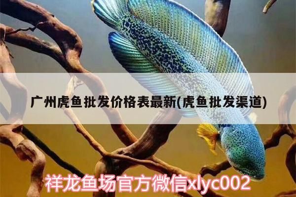 廣州虎魚批發價格表最新(虎魚批發渠道)