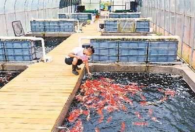 龍魚發紅是怎么回事兒