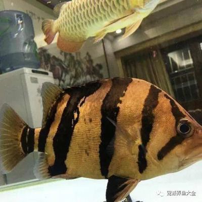 如何監測三紋虎水溫變化，jd-sw2水溫監測系統價格對比 如何監測三紋虎水溫變化，jd-sw2水溫監測系統價格對比 虎魚百科 第4張