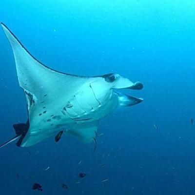 魟魚弓背像捕食的動作：關(guān)于魟魚捕食行為的一些詳細(xì)信息