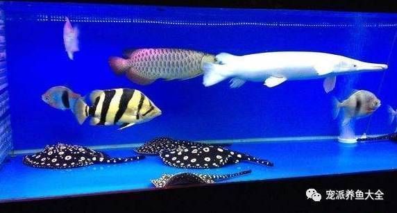 魟魚弓背像捕食的動作：關(guān)于魟魚捕食行為的一些詳細(xì)信息