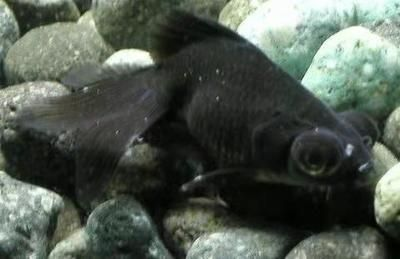 魟魚飼養(yǎng)會死的結(jié)果：魟魚飼養(yǎng)會死亡的結(jié)果