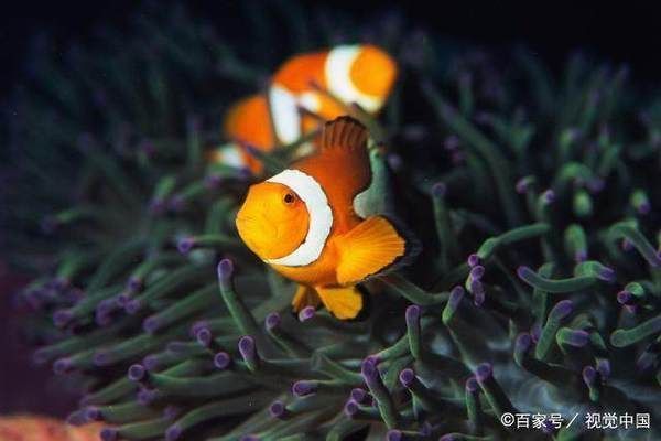 不同熱帶魚適宜水溫，不同種類的熱帶魚適宜水溫調節方法熱帶魚水溫控制技巧 不同熱帶魚適宜水溫，不同種類的熱帶魚適宜水溫調節方法熱帶魚水溫控制技巧 虎魚百科 第2張