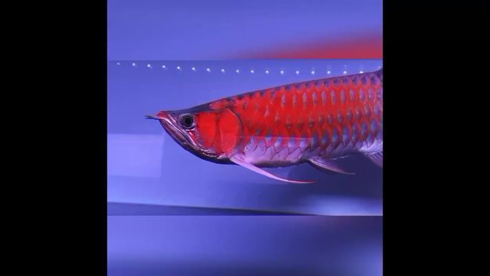 月光鴨嘴魚苗飼料品牌推薦,關于月光鴨嘴魚苗飼料的一些推薦和相關信息 虎魚百科 第1張 月光鴨嘴魚苗飼料品牌推薦,關于月光鴨嘴魚苗飼料的一些推薦和相關信息 月光鴨嘴魚苗飼料品牌推薦,關于月光鴨嘴魚苗飼料的一些推薦和相關信息 虎魚百科 第1張
