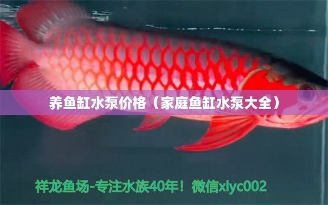 魚缸專用水泵，如何維護魚缸水泵靜音魚缸水泵購買技巧 魚缸專用水泵，如何維護魚缸水泵靜音魚缸水泵購買技巧 魚缸百科 第1張