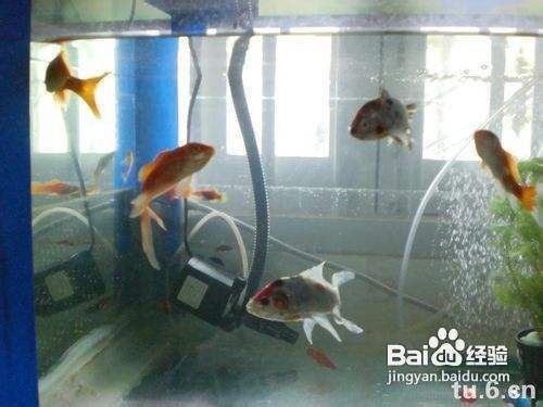 魚缸專用水泵，如何維護魚缸水泵靜音魚缸水泵購買技巧 魚缸專用水泵，如何維護魚缸水泵靜音魚缸水泵購買技巧 魚缸百科 第5張