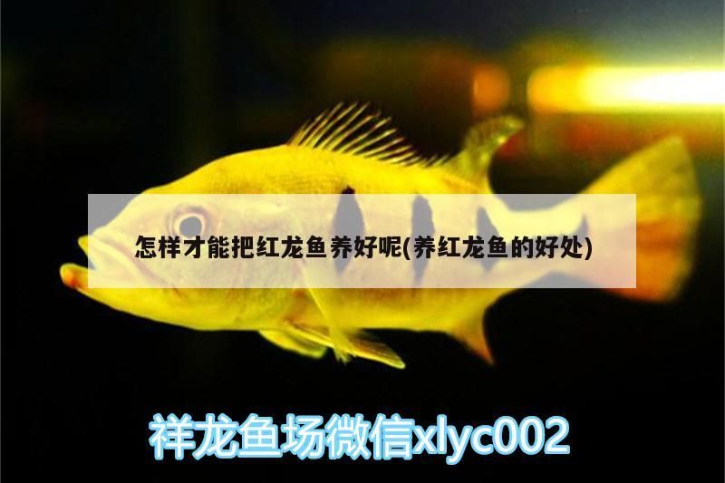 怎樣才能把紅龍魚養好呢(養紅龍魚的好處)
