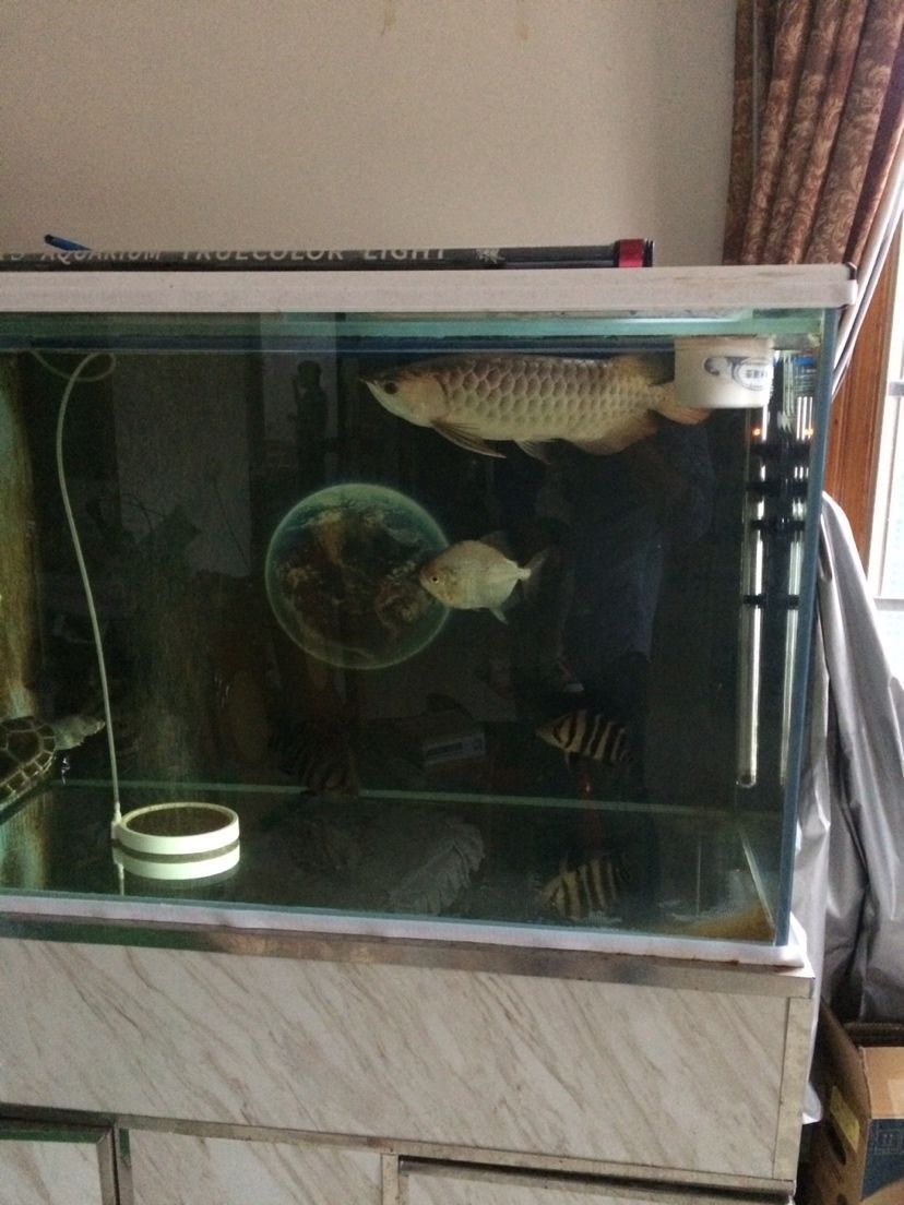 瓷盆魚缸用什么過濾（陶瓷盆養(yǎng)魚配什么過濾器） 瓷盆魚缸用什么過濾（陶瓷盆養(yǎng)魚配什么過濾器） 魚缸百科 第2張