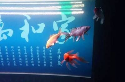 養魟魚必須困水嗎：養魟魚是否必須困水，存在不同的觀點和做法和做法和做法