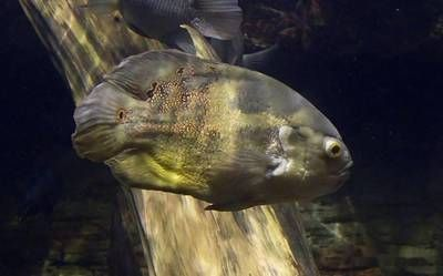三間魚混養注意事項，三間魚混養水質管理，三間魚混養飲食安排