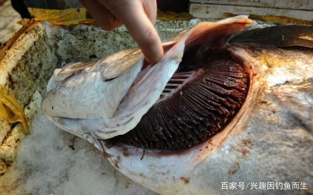混養中層魚的食性協調方法，如何通過混養中層魚的食性協調混養中層魚的水質管理方法 混養中層魚的食性協調方法，如何通過混養中層魚的食性協調混養中層魚的水質管理方法 虎魚百科 第1張