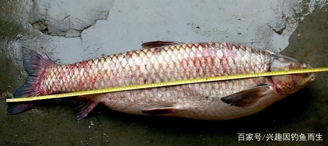 混養中層魚的食性協調方法，如何通過混養中層魚的食性協調混養中層魚的水質管理方法 混養中層魚的食性協調方法，如何通過混養中層魚的食性協調混養中層魚的水質管理方法 虎魚百科 第5張