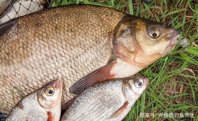 混養中層魚的食性協調方法，如何通過混養中層魚的食性協調混養中層魚的水質管理方法 混養中層魚的食性協調方法，如何通過混養中層魚的食性協調混養中層魚的水質管理方法 虎魚百科 第6張
