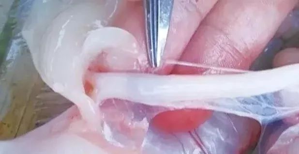 魟魚顏色變淺原因：魟魚顏色變淺的原因