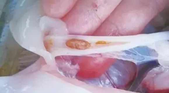 魟魚顏色變淺原因：魟魚顏色變淺的原因 魟魚顏色變淺原因：魟魚顏色變淺的原因 魟魚百科 第4張