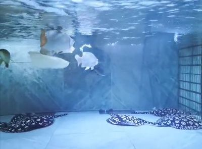 魟魚換水脫模會死嗎：魟魚在換水過程中出現(xiàn)脫模現(xiàn)象會導致死亡取決于多種因素