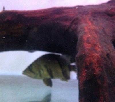 三紋虎最佳生長水溫設定，三紋虎魚的飼養(yǎng)方法
