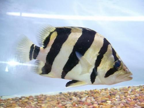 三紋虎最佳生長(zhǎng)水溫設(shè)定，三紋虎魚(yú)的飼養(yǎng)方法