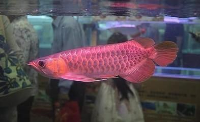 龍魚(yú)魚(yú)苗批發(fā)市場(chǎng)在哪，哈爾濱龍魚(yú)魚(yú)苗批發(fā)市場(chǎng)特色品種介紹龍魚(yú)魚(yú)苗批發(fā)市場(chǎng)位置