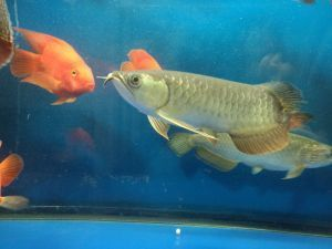 龍魚吃什么蝦最好養活