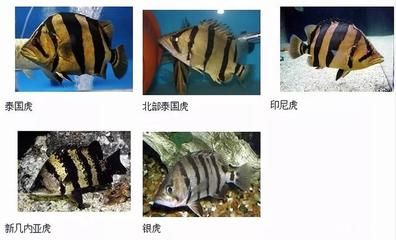 元寶鳳凰紅龍魚最忌三種東西，飼養禁忌與健康管理，元寶鳳凰紅龍魚三大飼養禁忌與健康管理要點
