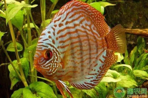 七彩神仙魚的飼養技巧，七彩神仙魚的飼養技術