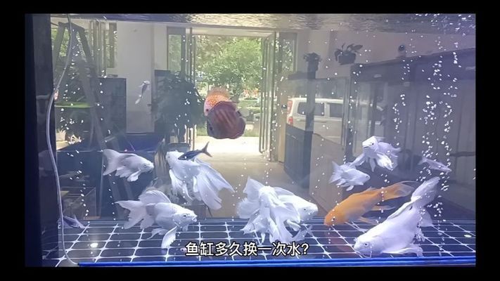 國產元寶鳳凰魚（元寶鳳凰魚最佳飼養環境,如何辨別元寶鳳凰魚品質） 國產元寶鳳凰魚（元寶鳳凰魚最佳飼養環境,如何辨別元寶鳳凰魚品質） 元寶鳳凰魚百科 第3張
