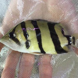 四紋虎魚遷徙行為研究，四紋虎魚的遷徙模式及其影響因素